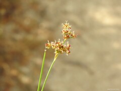 Juncus fontanesii