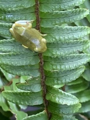 Hyla chinensis