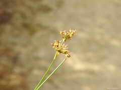Juncus fontanesii
