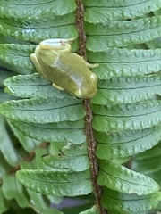 Hyla chinensis