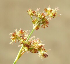 Juncus fontanesii