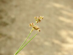 Juncus fontanesii