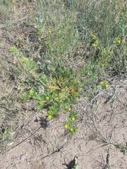 Potentilla tergemina