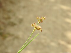 Juncus fontanesii