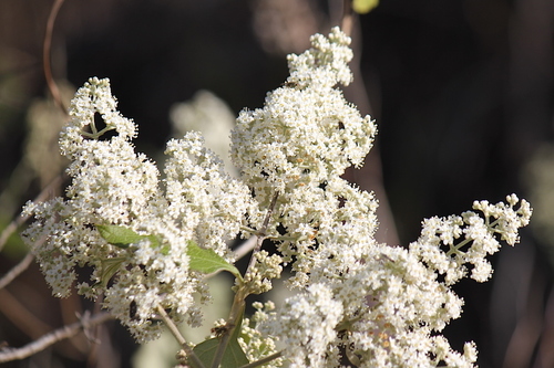 Buddleja dysophylla (Benth.) Phillips