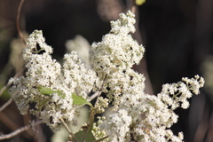 Buddleja dysophylla