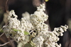 White Climbing-Sage - Photo (c) christeen, some rights reserved (CC BY-NC), uploaded by christeen