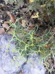 Bupleurum spinosum
