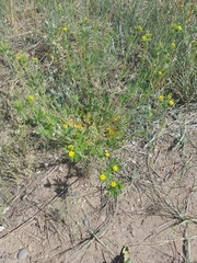 Potentilla tergemina