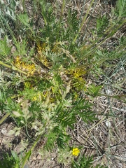 Potentilla tergemina