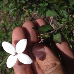 Bouvardia longiflora