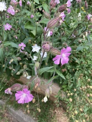 Silene dioica