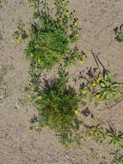 Potentilla tergemina