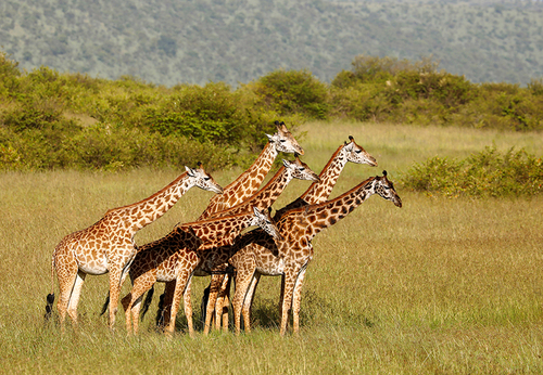 Maasai Giraffe, photo 5 of 7