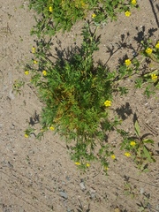 Potentilla tergemina