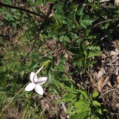 Bouvardia longiflora