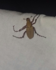 Macrodactylus subspinosus