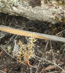 Lysimachia linum-stellatum