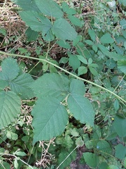 Rubus grossus