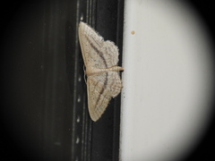 Idaea mediaria