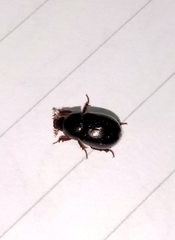 Hybosorus