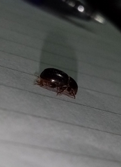 Hybosorus