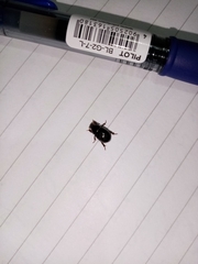 Hybosorus