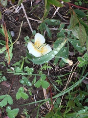 Calochortus subalpinus
