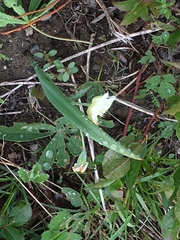 Calochortus subalpinus