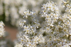 Buddleja dysophylla