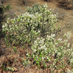 Buddleja dysophylla