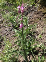 Thyrsanthemum floribundum
