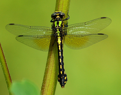 Ophiogomphus howei