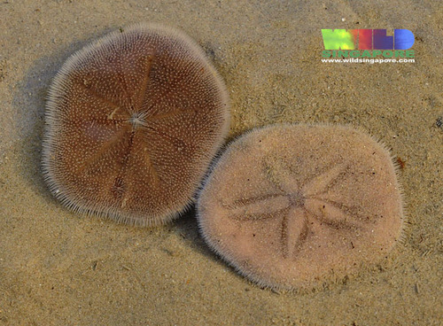 Depressed Sand Dollar