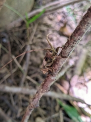 Acalolepta sublusca maculihumera