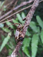 Acalolepta sublusca maculihumera