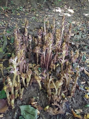 Orobanche ebuli
