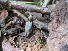 Acalolepta sublusca maculihumera