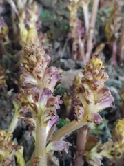 Orobanche ebuli