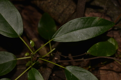 Ficus henneana