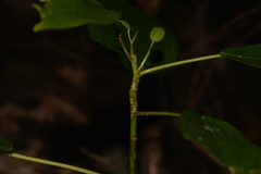 Ficus henneana