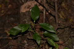 Ficus henneana