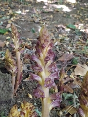 Orobanche ebuli