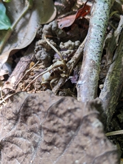 Acalolepta sublusca maculihumera