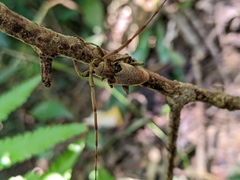 Acalolepta sublusca maculihumera