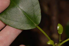 Ficus henneana