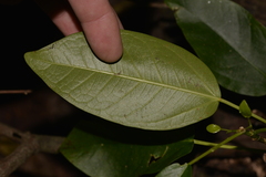 Ficus henneana