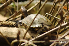 Trachemys venusta