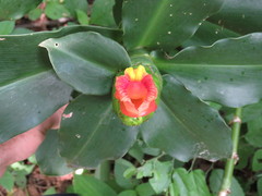 Costus pictus