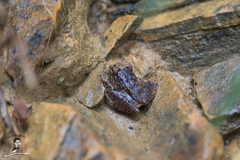 Limnonectes hascheanus